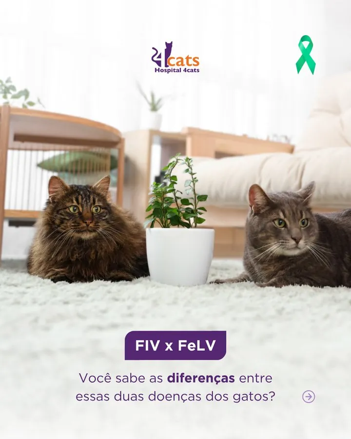 Hospital 4cats — Post FIV x FeLV — as diferenças entre estas duas doenças dos gatos