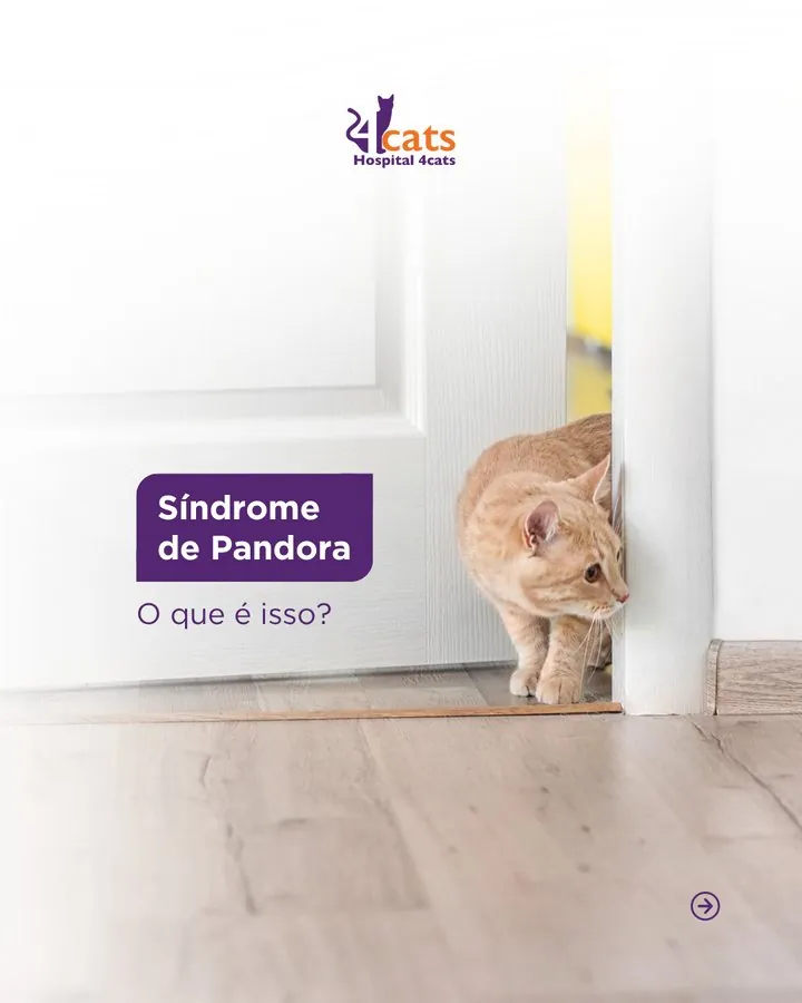 Hospital 4cats — Post Síndrome de Pandora — o que é isso?