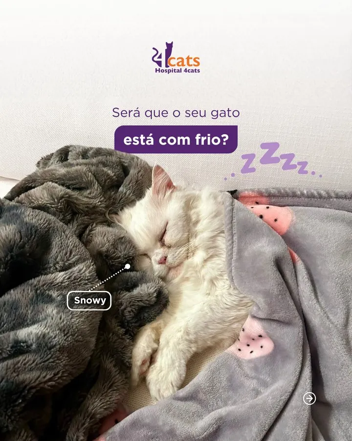 Hospital 4cats — Post: será que o seu gato está com frio?