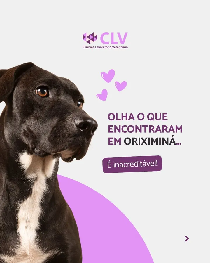 CLV — Post: olha o que encontraram em Oriximiná