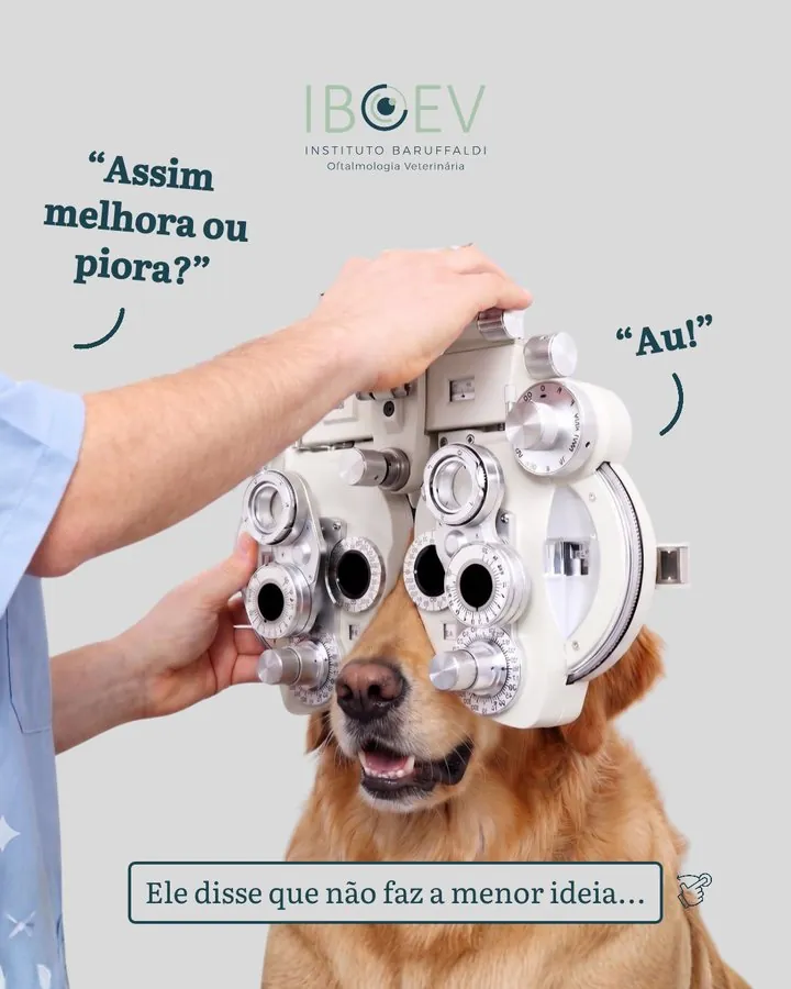 IBOEV — Post divertido: assim melhora ou piora? — exame de refração em cão
