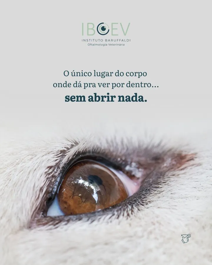 IBOEV — Post: o único sítio do corpo onde se consegue ver por dentro sem abrir nada