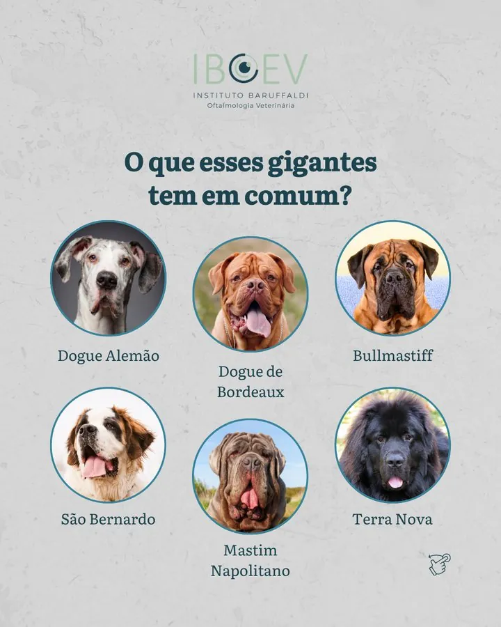 IBOEV — Post: o que esses cães gigantes têm em comum?