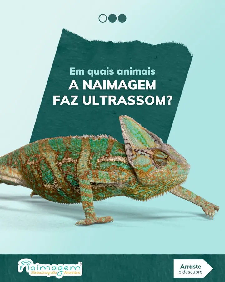 Naimagem — Post: em quais animais a Naimagem faz ultrassom?