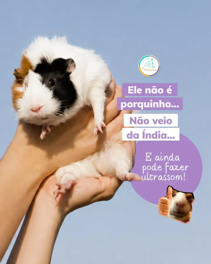 Naimagem — Post: porquinho-da-índia também pode fazer ultrassom