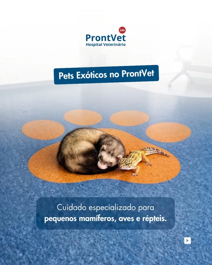 ProntVet — Post Pets Exóticos no ProntVet — cuidado especializado para pequenos mamíferos, aves e répteis